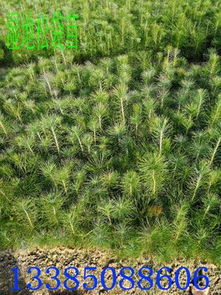 价格：湿地松的“身价”如何