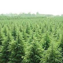 话说这山东大叶黄杨， 真是美得不行