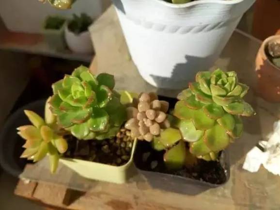 操作要点，让你成为嫁接高手！