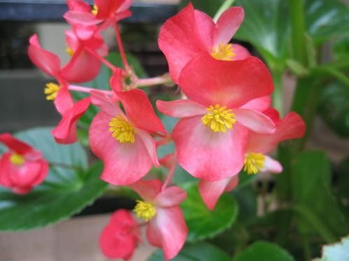 春天悄悄来花儿朵朵开