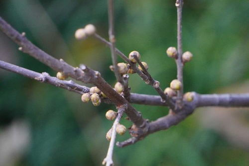 梅花之美， 黑点之谜