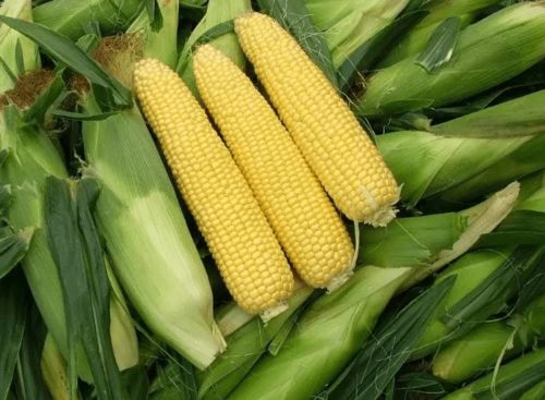 农作物生长烦恼：杂草丛生怎么办？