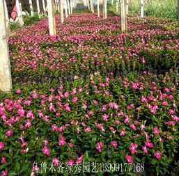 金蝉花生长在哪些独特的环境条件下