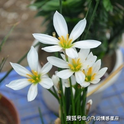 修剪后的葱兰，要注意养护