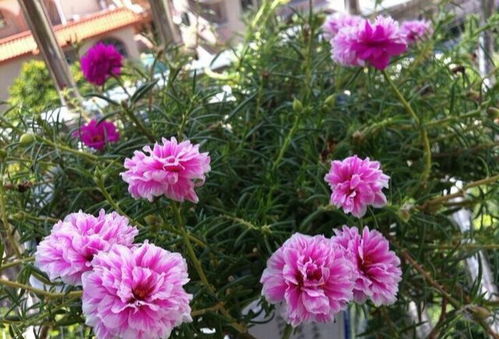 短命菊：沙漠中的生命奇迹