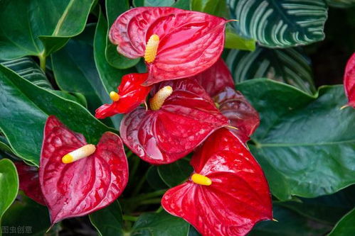 口红吊兰：阳台上的靓丽风景