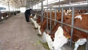 农村水牛养殖饲料成本如何计算，与市场售价相比利润空间大吗？