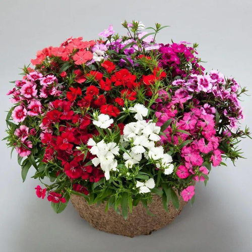 湖南冬季养花省800元的小妙招