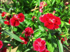 康乃馨：温馨的问候