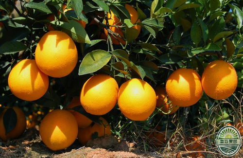 病虫害识别与防治