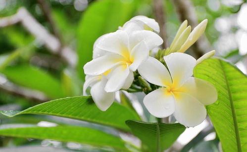 室内盆栽花卉，你选哪种最养眼