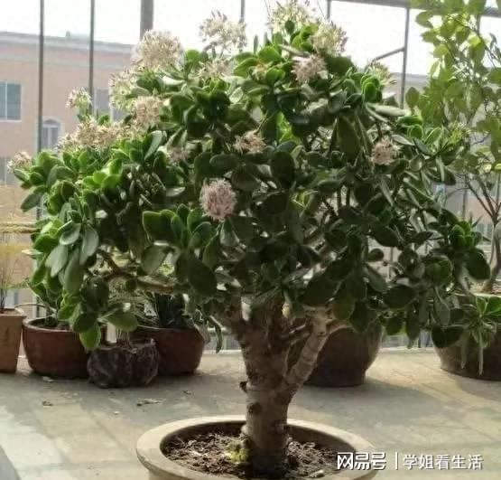 选择合适的植物