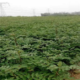 花椒树苗适合种在哪里？是山地、平原还是丘陵