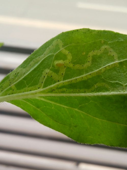 向日葵与太阳花上的小白虫子之谜