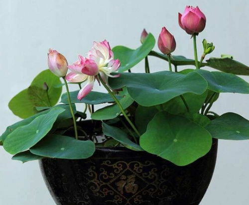 荷花的水中生活：嫩长期存活吗？