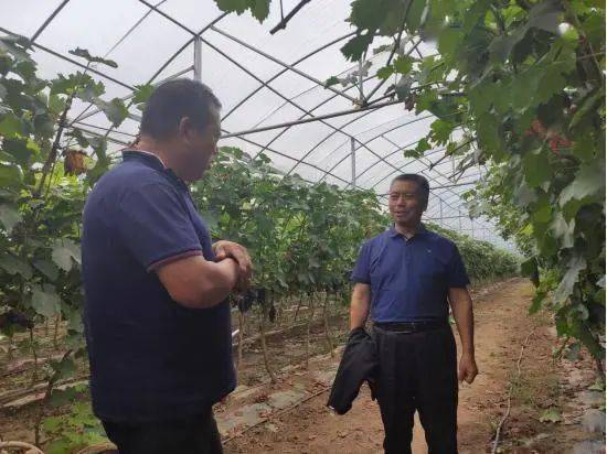 半夏种植关键在于适时播种与精细管理