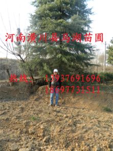 雪松小苗的价格之谜