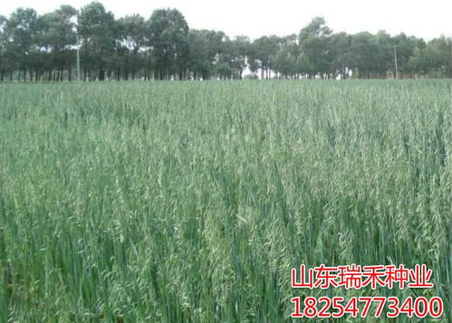 牧草场老板打死不说的秘密