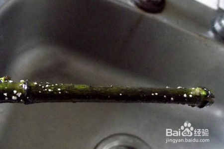 栀子花水培需要注意哪些细节？