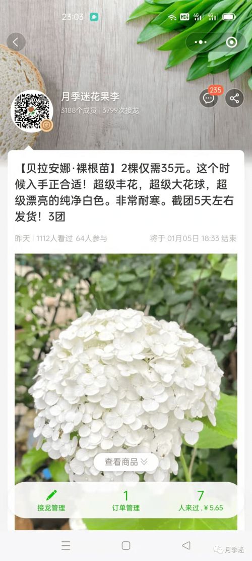 莎萨九零月季的优点