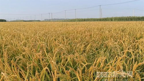 蒿草烦恼？试试这些高效农药！