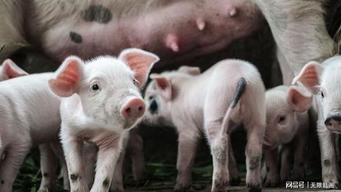 养猪生物安全五大误区，警惕