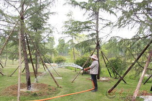 遮阳降温，苗木清凉一夏