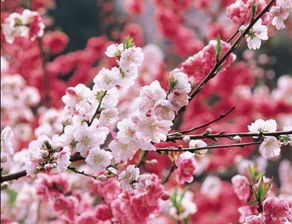 碧桃系统，绚丽多彩