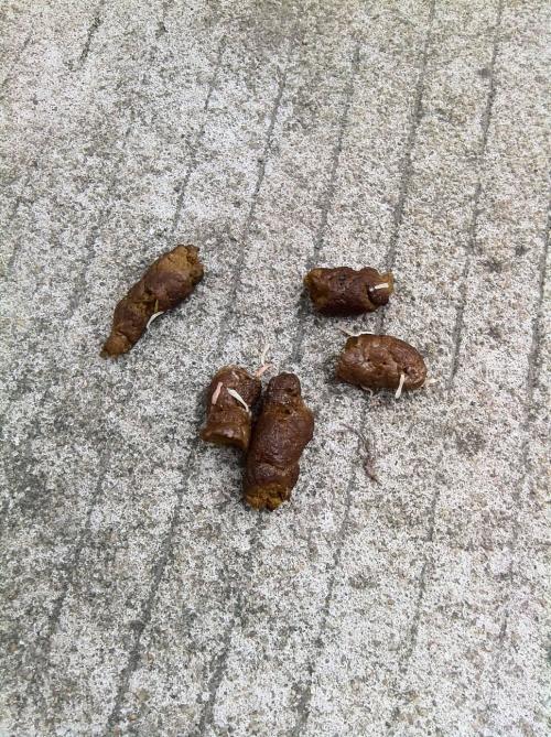 狗狗得了肠炎，粪便是什么颜色？如何处理狗狗的肠炎症状？