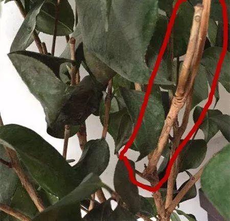 茶花修枝：先剪枯枝病枝