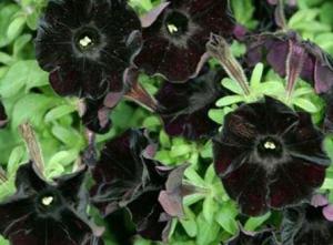 黑色曼陀罗：神秘之花，如何养护才Neng绽放光彩？