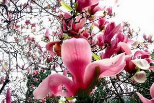 辛夷文化的传承与发展