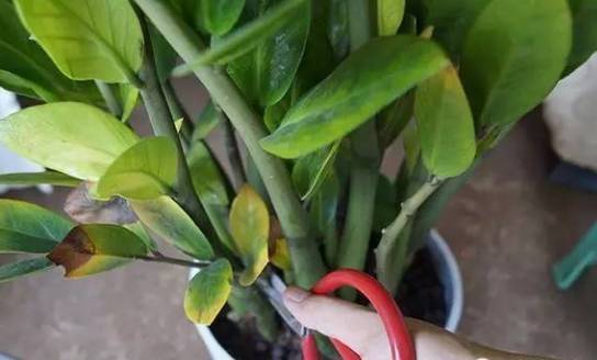 金钱树叶子发白，原来是这三个家伙在捣乱！