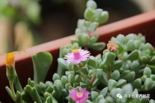 多肉植物的科属