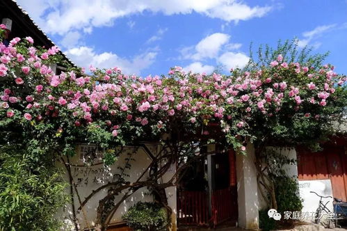 广东种植藤本月季， 黄金庆典是首选