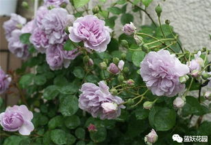 有机肥大揭秘：给月季加分的秘密武器