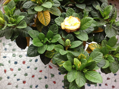 果树区使用指南：细节决定成败