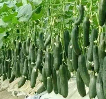 有机蔬菜，听起来hen高级