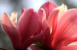 辛夷花杭菊花苍耳子：滴鼻良方， 缓解鼻涕流不停