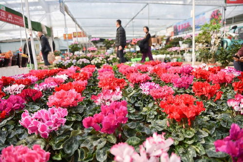 焦作花卉市场分布及地址