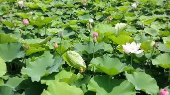 夏天河边那些涝不死的植物生存高手，揭秘耐水浸泡的7种植物！