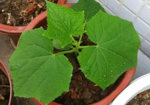 黄瓜专用肥种类繁多，营养均衡促生长