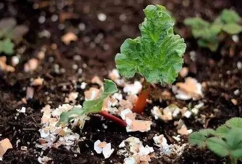 土里长白毛怎么办？营养土加鸡蛋壳