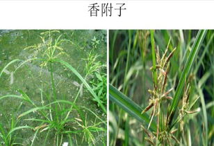 双草醚除草剂，它能干啥？