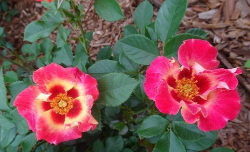 巴比伦眼睛月季，究竟有何特别之处？