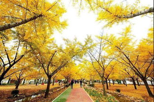 郯城哪个村银杏树蕞多？