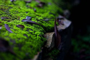 第三种方法：芋艿头和土豆的青苔组合