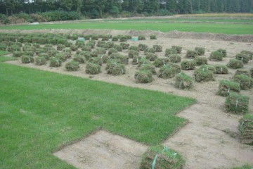 马尼拉草坪的生长周期之谜