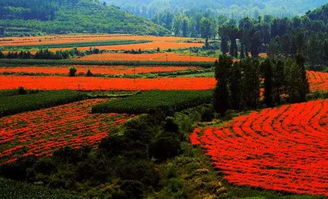 街道边的花， 色彩斑斓的点缀