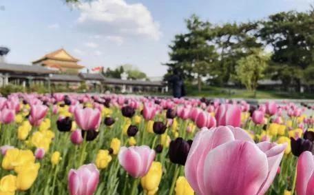 四月份适合种植郁金香吗？有哪些具体的种植方法和时间建议